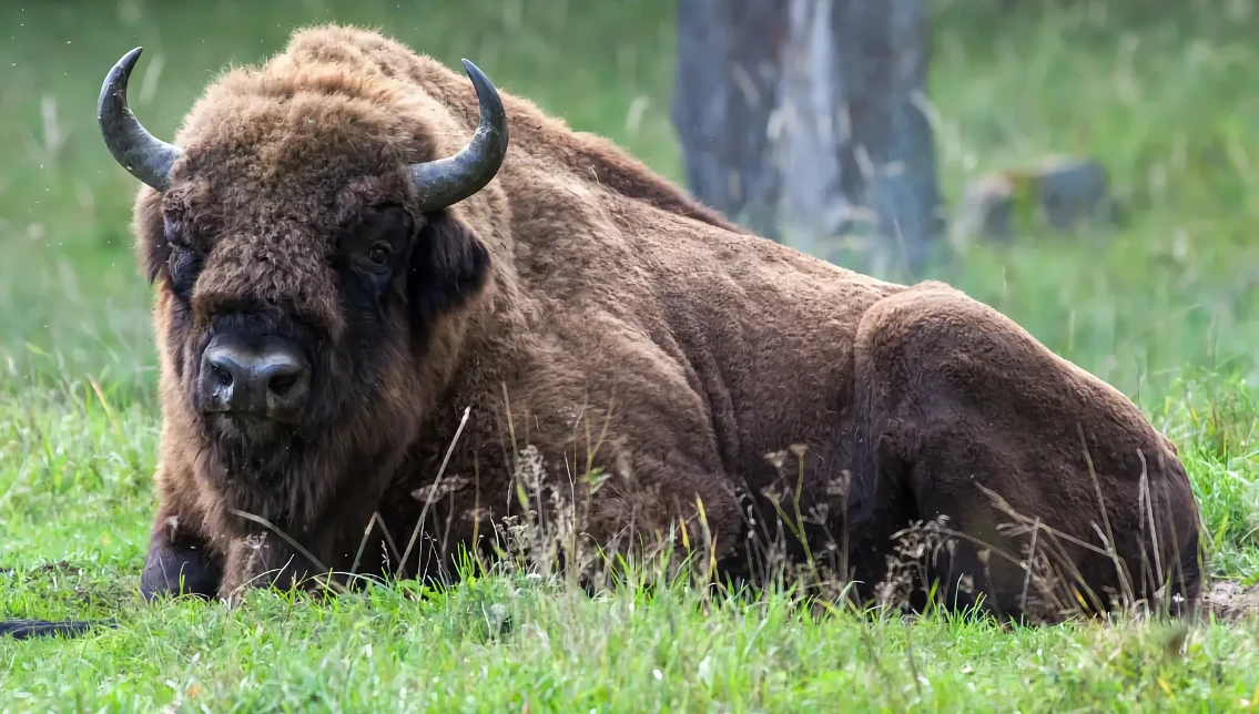 приокско-террасный заповедник